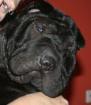 Faltenhunde Forum - der Shar Pei www. faltenhunde-forum. de Wir sind ein nettes