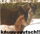 Suche meine ehemalige Hannoveraner Stute Cora geb. 15. 03. 1990