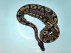 100 het. Caramel-albino Zuchtreif
