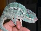 Furcifer pardalis ambanja blue nachzuchten