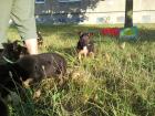Schäferhund-mix Welpen schwarz-braun 1von4 Mädels braucht ein schönes Zuhause