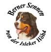 Berner Sennenwelpen