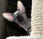 Bezaubernde SIA OKH und Peterbald Babys
