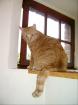 DRINGEND Kater Felix abzugeben