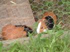 2 Meerschweinchen Liberty Moritz