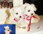Teetasse Größe terrier malteser und chihuahua Welpen zu verkaufen