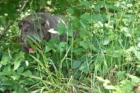 Faltenhunde Forum - der Shar Pei www. faltenhunde-forum. de Wir sind ein nettes