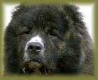Kaukasische Schäferhund Welpen