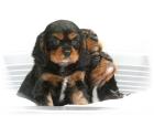 Cavalier-King-Charles-Spaniel Welpen mit ICR-Papieren EU Impfausweis
