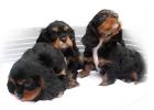 Cavalier-King-Charles-Spaniel Welpen mit ICR-Papieren EU-Impfausweis