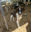 Delia sucht ein passendes Zuhause