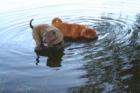 Faltenhunde Forum - der Shar Pei www. faltenhunde-forum. de Wir sind ein nettes