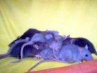 Rattenbabys