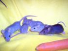 Rattenbabys