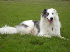 American Collie x Border Collie Rüde sucht. 12. mon. alt.