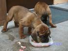 Bayerischer Gebirgsschweißhund BGS 3WL 1ML