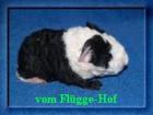Süße Schweinchen aus Hobbyzucht