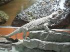 Bartagame 1 5 Jahre ca 30cm zu verkaufen