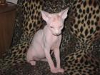 Canadische Sphynx Luxus Katzenbabys mit Papiere