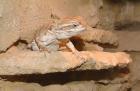 Suche Zwergbartagamen Pogona henrylawsoni jungtiere