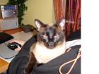 Deckkater Mickey Blue Eyes