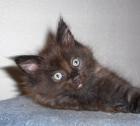 Maine Coon Kater