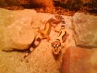 1. 3 Leopardgeckos zu verkaufen