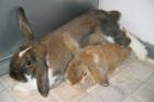 Süsses Widderpärchen sucht. DRINGEND