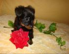 Russkiy Toy Terrier Welpen langhaarig zu verkaufen