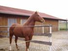 Biete Reitbeteiligung auf Westernpferd Quarter an