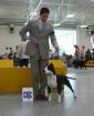 American Staffordshire TerrierAmstaffAmerican Stafford