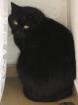 Kater Kimba sucht ein neues Zuhause