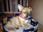 Französsischer Buldogge Mix Welpe