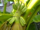Winterharte Bananen Musa Basjoo