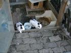 3 Zwergkaninchen 6 Mon. alt 1 Männchen 2 Weibchen