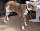 Deutsche Dogge Hündin knapp 3 Jahre alt abzugeben