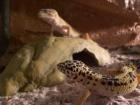 Drei Leopardgeckos Terrarium viel Zubehör