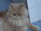 Deckkater Perserkater rötlich-creme farbender