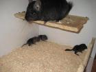 Süße Chinchillababys geboren am 24. 03. 08