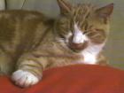 Entlaufen - unser rotgetigerter Kater