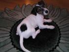 Putziges Jack Russell Welpen Mädchen sofort abzugeben