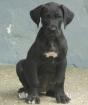 Dt. Dogge Tanja sucht neues zu Hause ab 11. 07. 2022