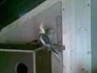 Tausche Nymphensittich Hahn und suche 2 Wellensittich Hennen. Tel. 0179-2775543.