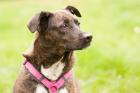 GENNA - liebenswerter Mix - 4 Jahre - Tierhilfe-Franken e. V.
