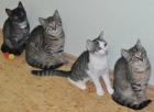 4 süße 12 Wochen junge Kitten suchen dringend neues Zuahuse