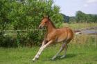 Quarter Horse Fohlen Stute