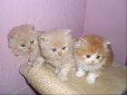Perserkatzenbabys