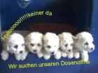 Bichon Frise Welpen