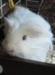 Coronet Meerschweinchen m