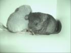 2 süße Chinchilla Babys abzugeben